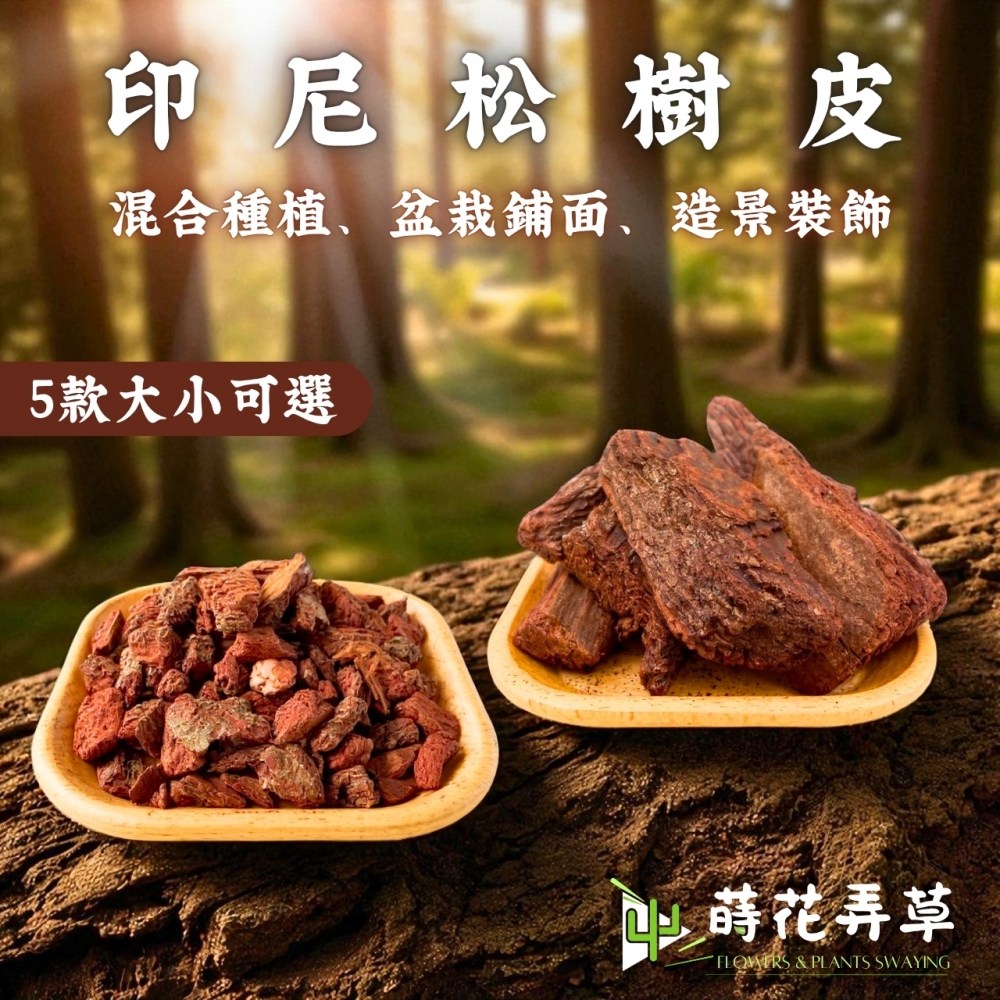 松樹皮