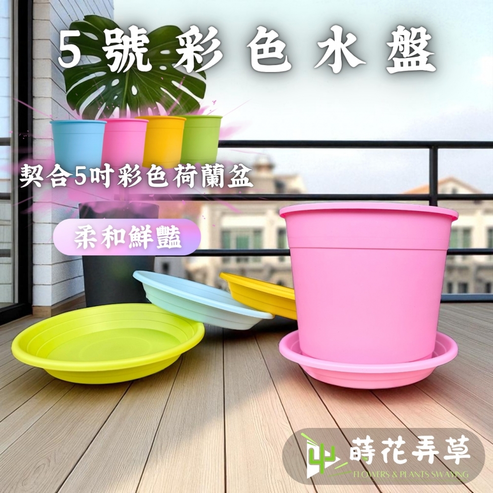 5號彩色水盤(矮款、