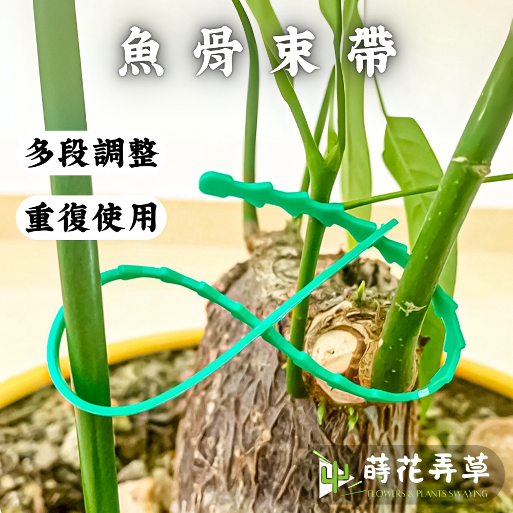 魚骨束帶 (可調整長