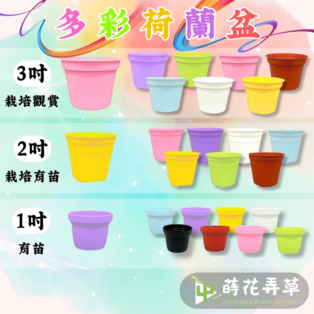 多彩荷蘭盆(3吋)