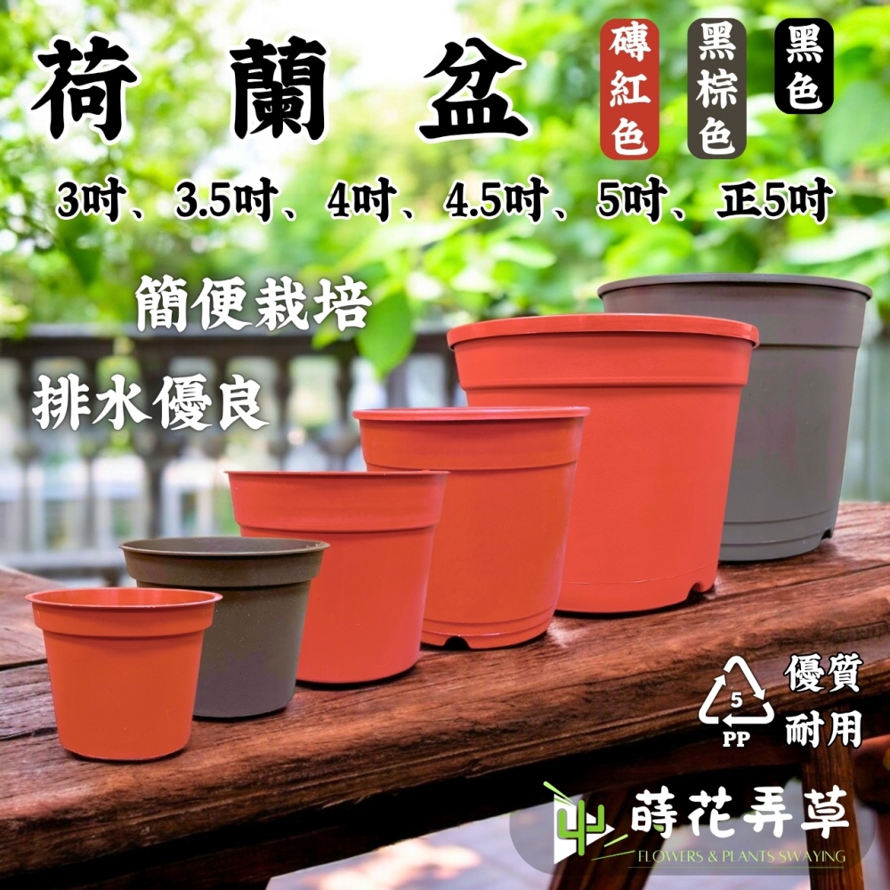荷蘭盆(3吋~5吋)