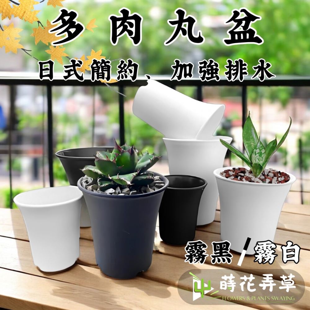 多肉丸盆(多尺寸)