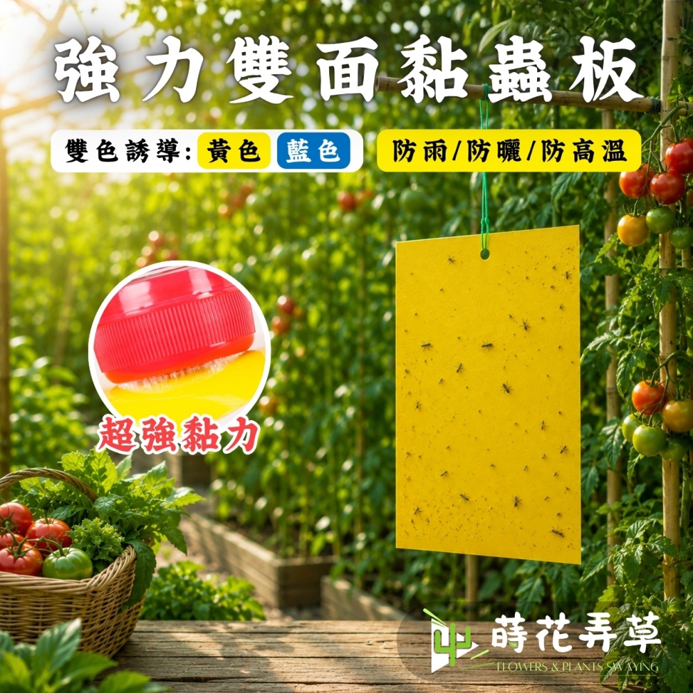 強力雙面黏蟲板 (多規格)