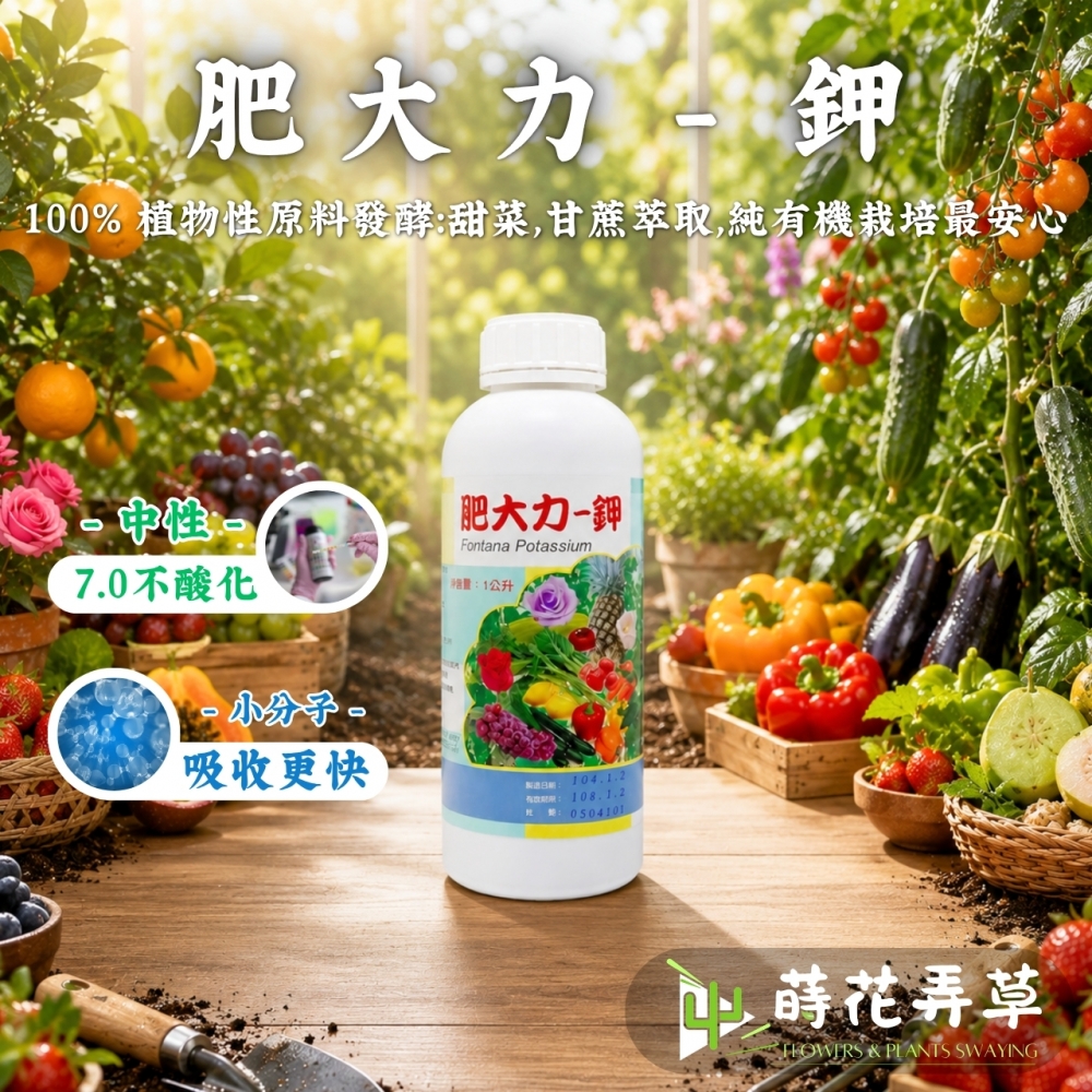 荷蘭進口肥大力-鉀植