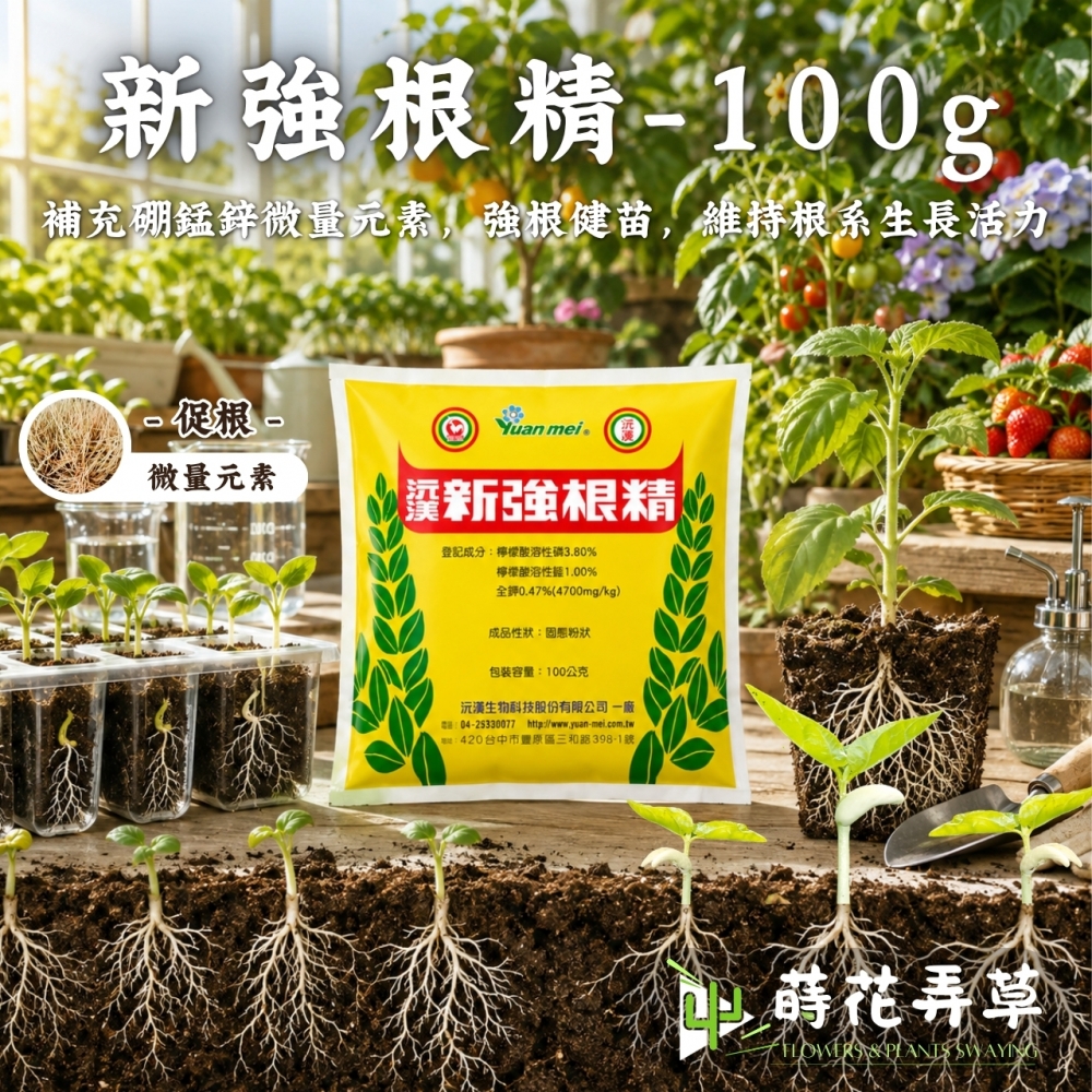 沅渼新強根精