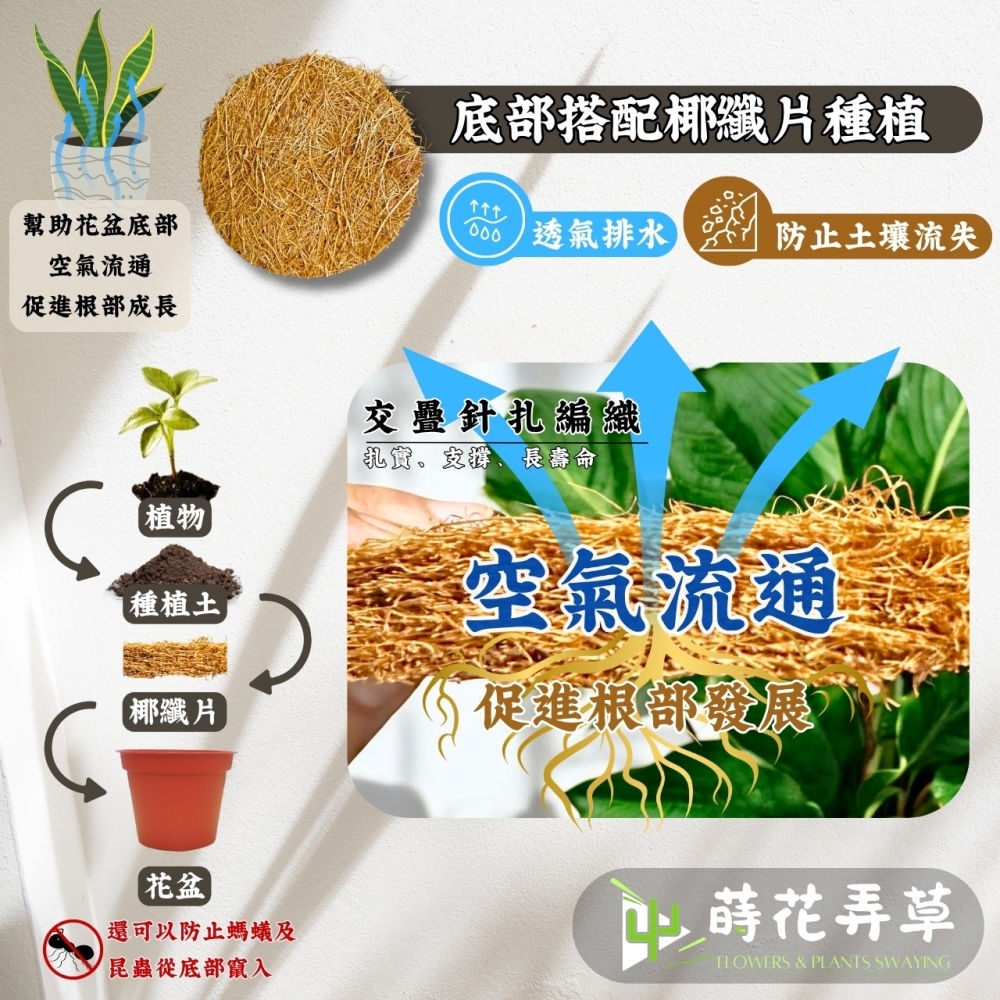 荷蘭盆(3吋~5吋)