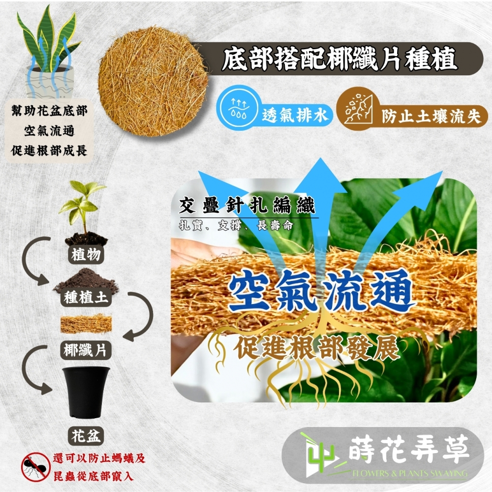 多肉丸盆(多尺寸)