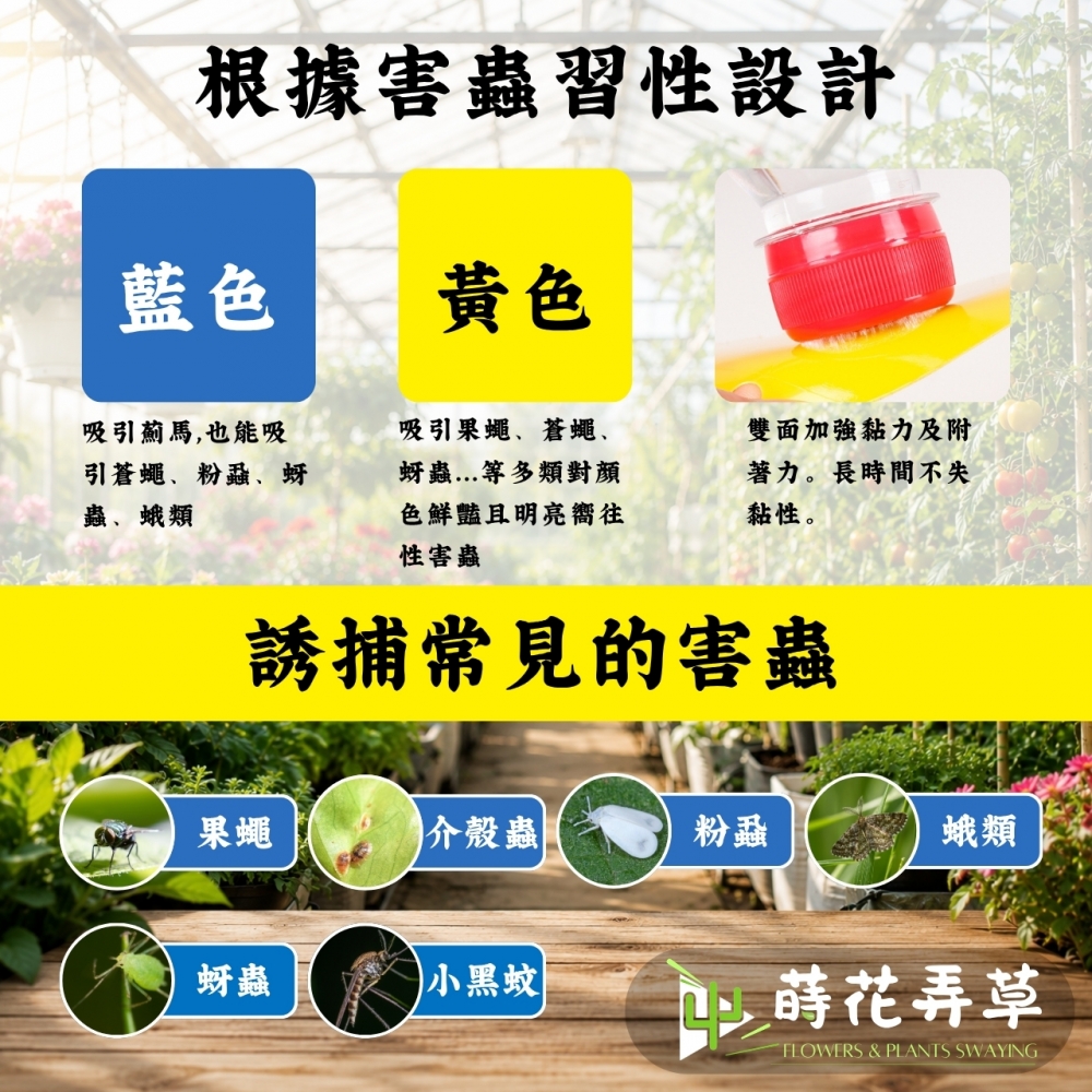 強力雙面黏蟲板 (多規格)