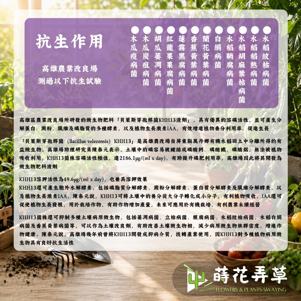 萬丹菌肥-貝萊斯芽孢桿菌