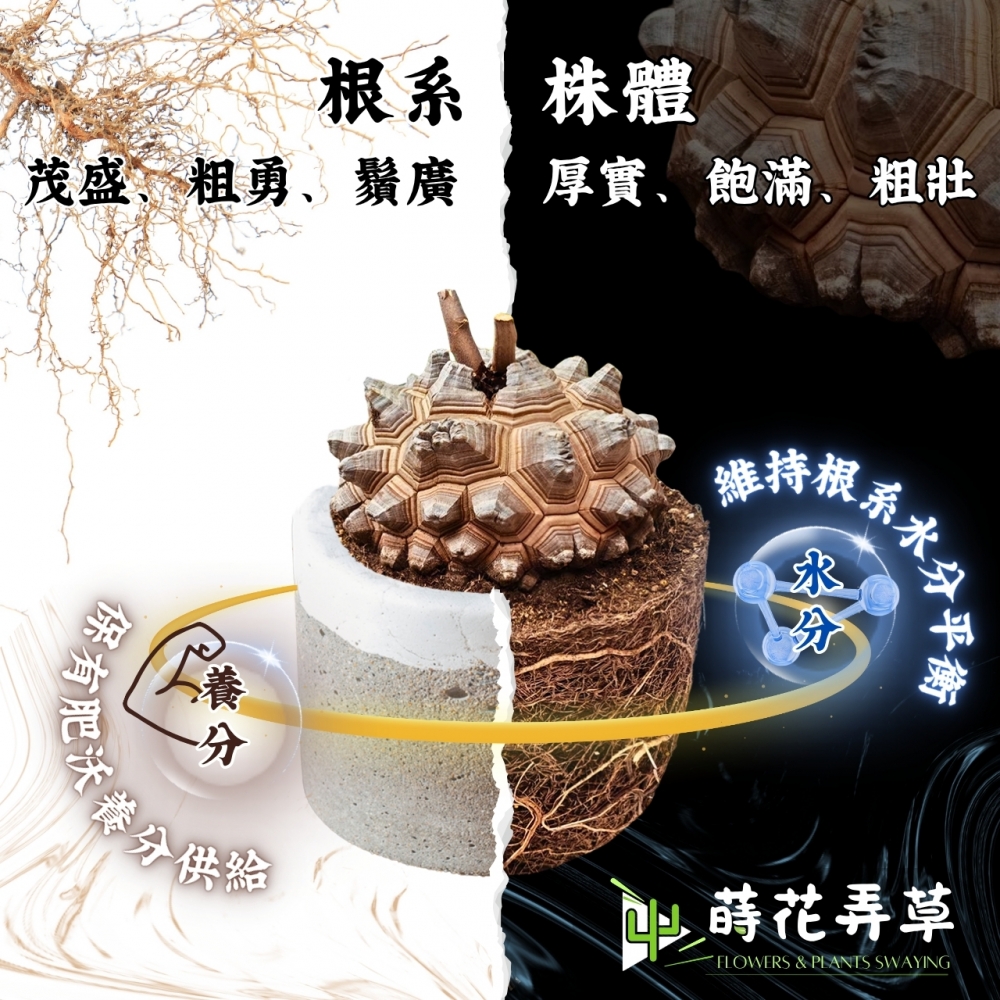 塊根植物營養液(500ml)