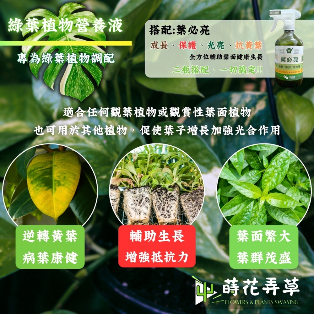 植物營養補給液(喜酸植物、綠葉植物、免爛根)