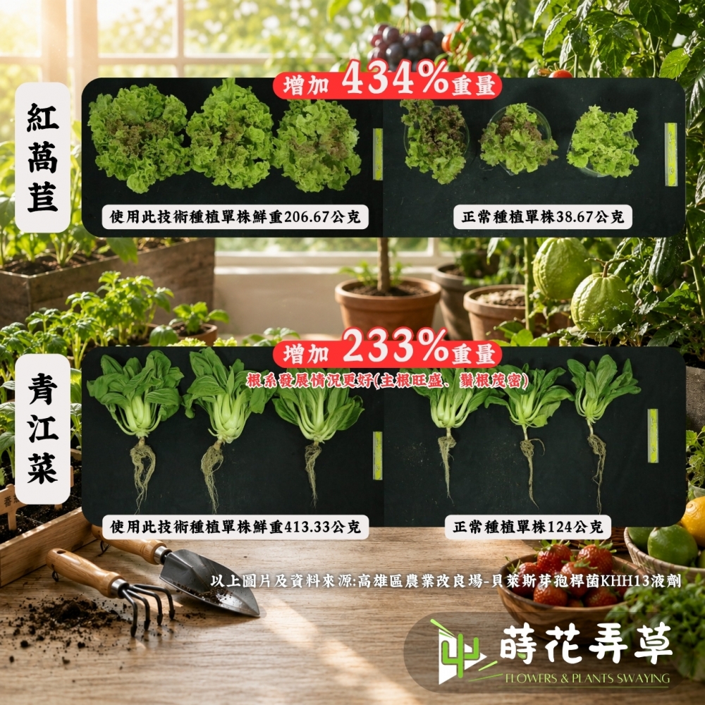 萬丹菌肥-貝萊斯芽孢桿菌